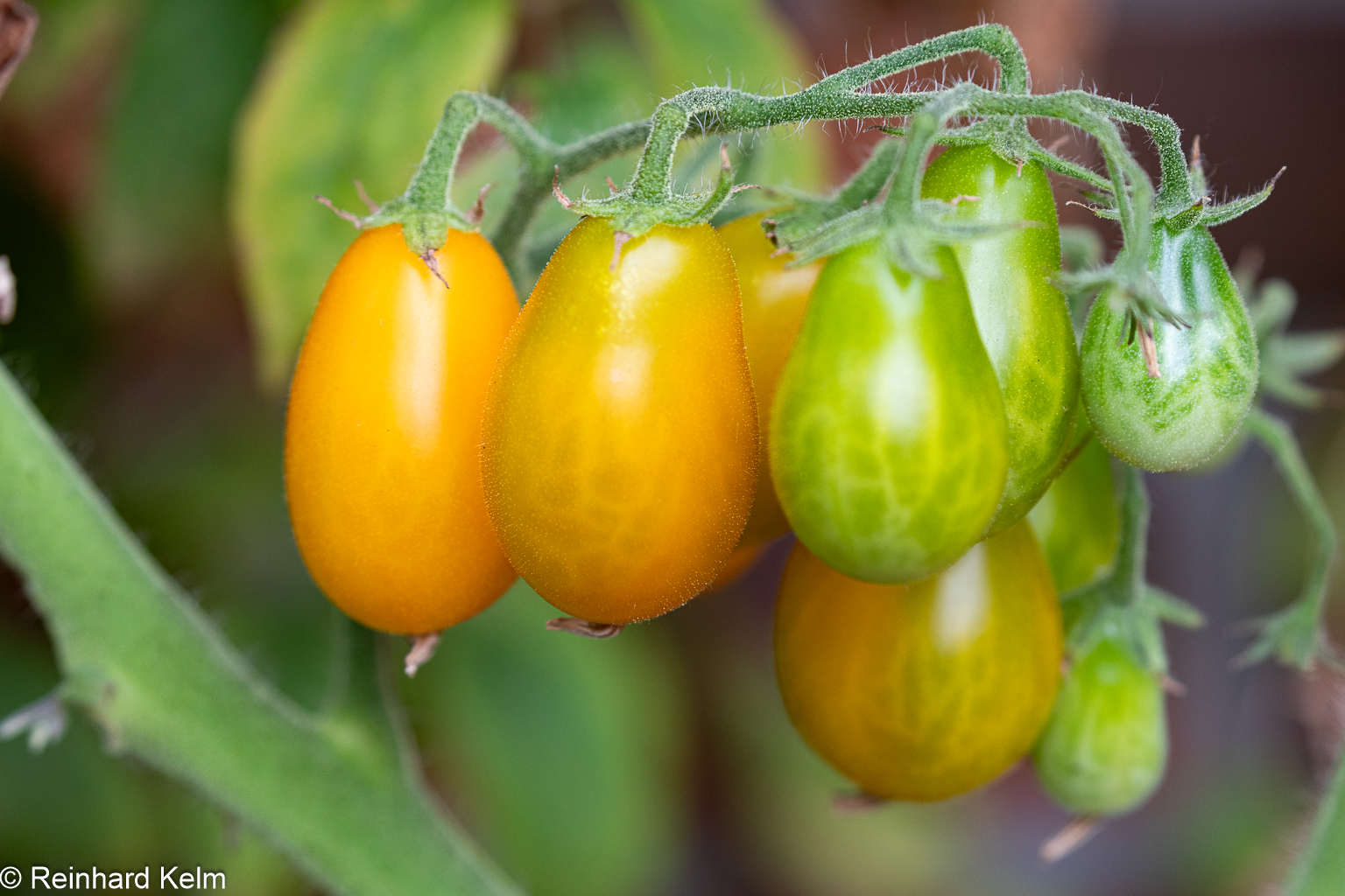 Orange Pear Cherry