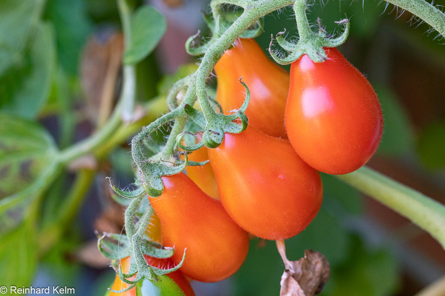 Rotes Birnchen