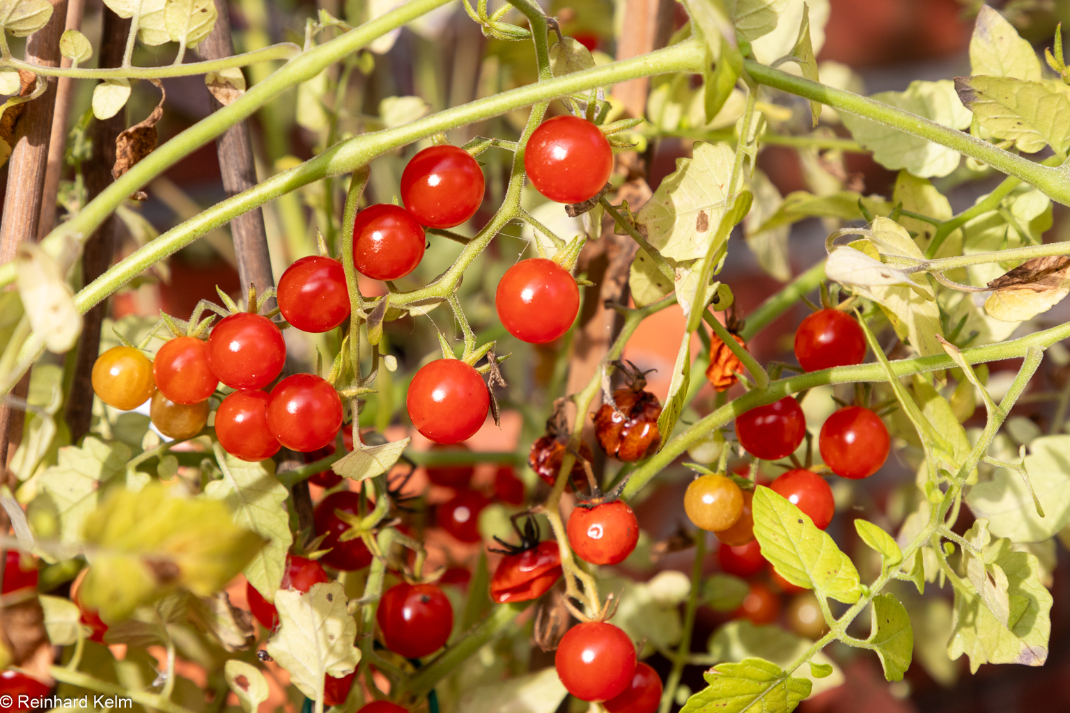 Wildtomate Australien