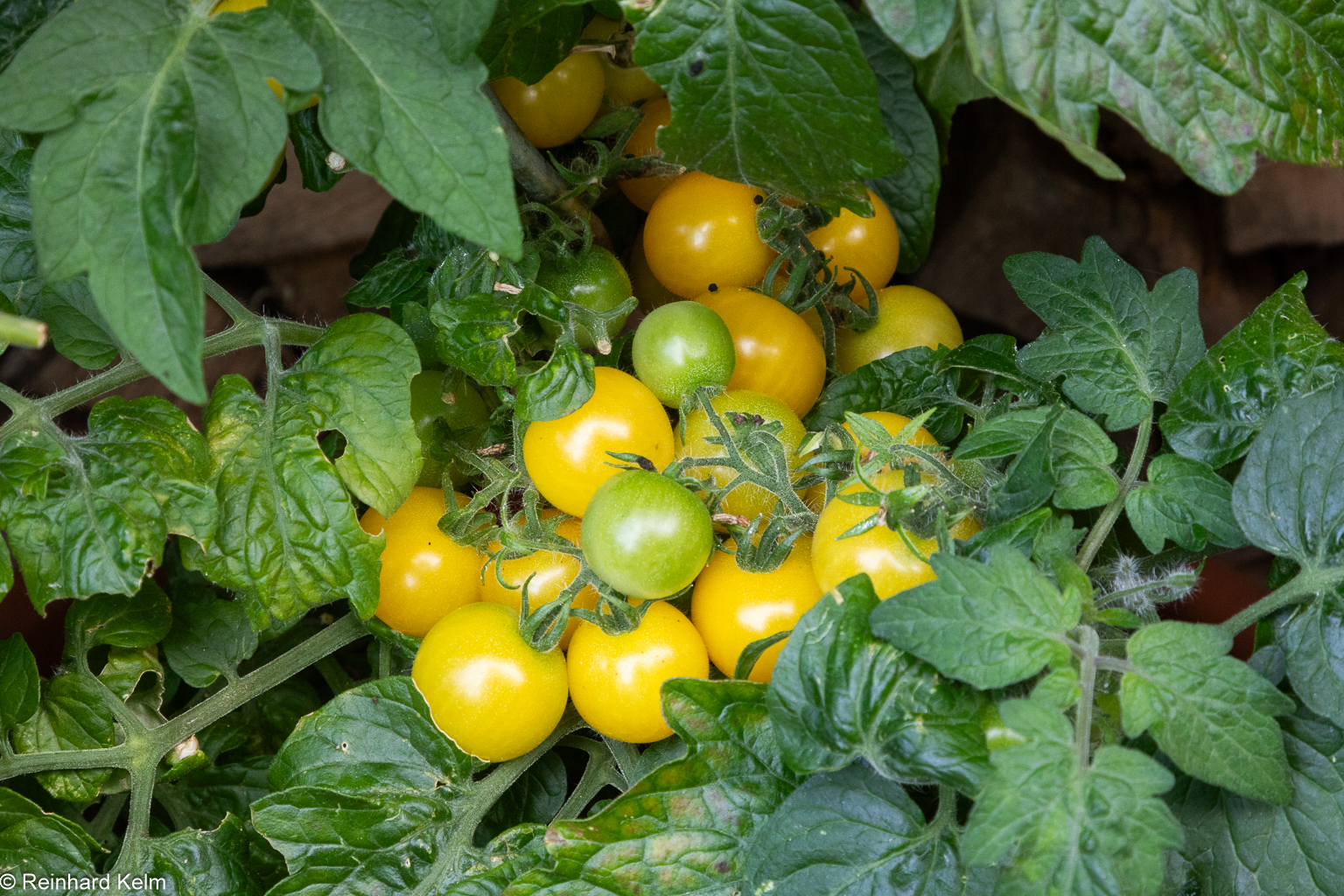 Reinhards Goldkirsche